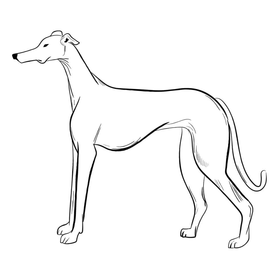 Greyhoundbaggrundsbillede.