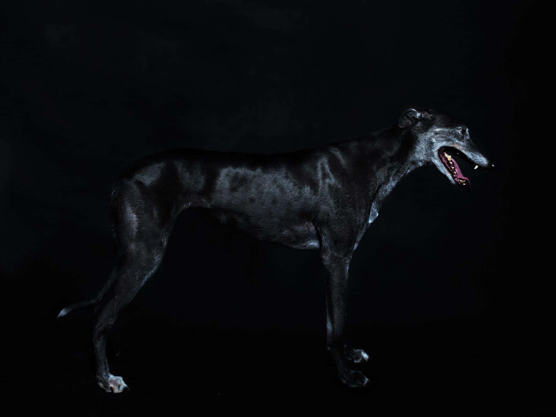 Greyhoundbakgrund