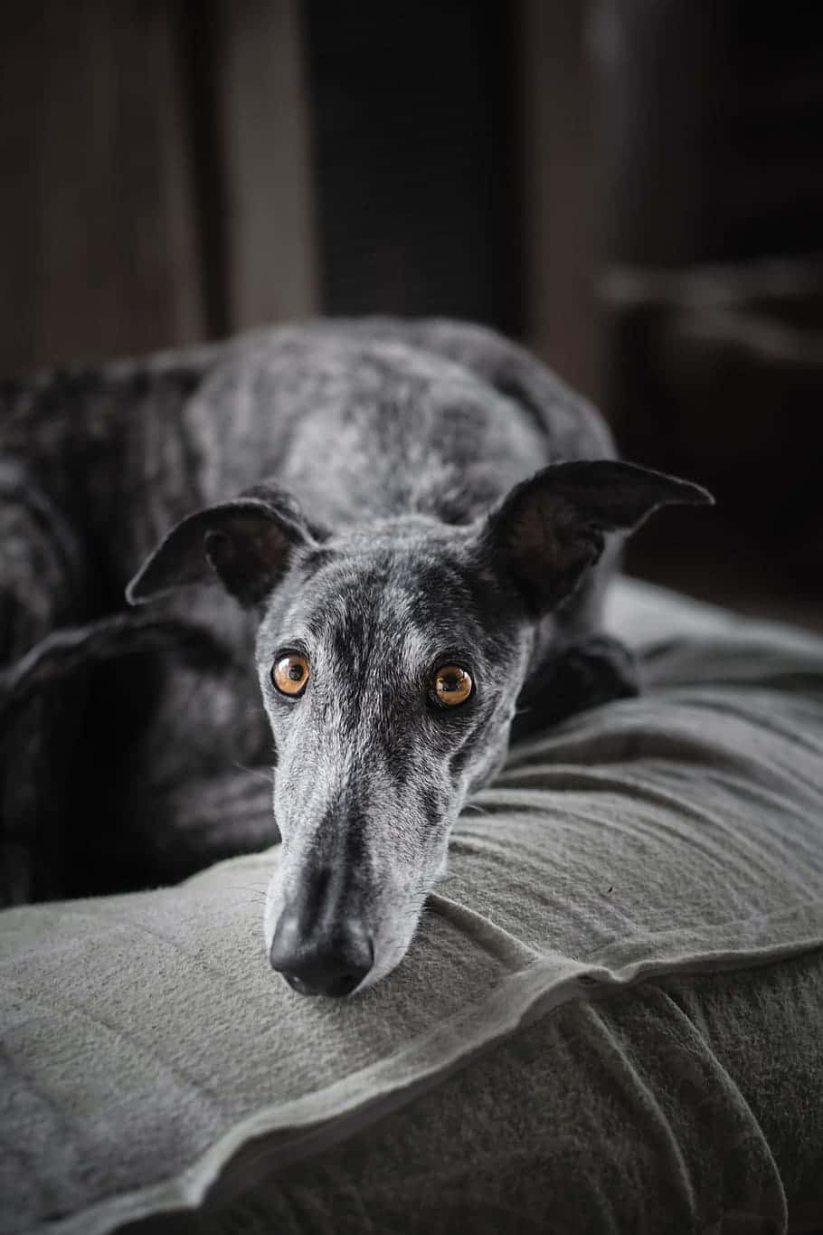 Greyhoundhintergrund