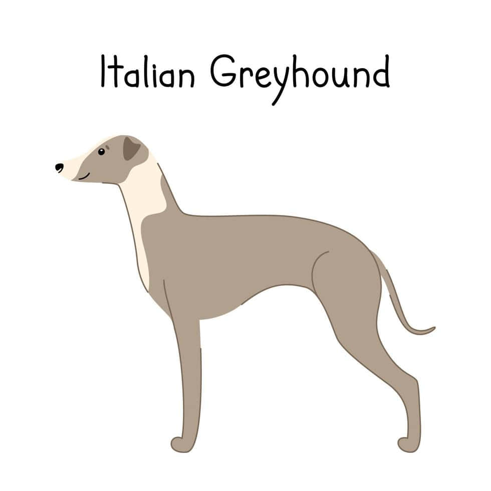 Greyhoundhintergrundbild