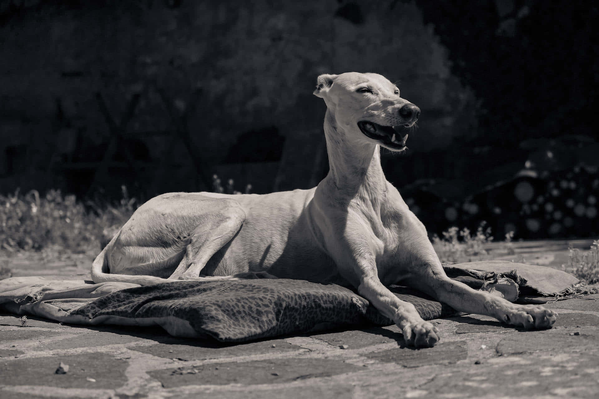 Greyhoundhintergrundbild