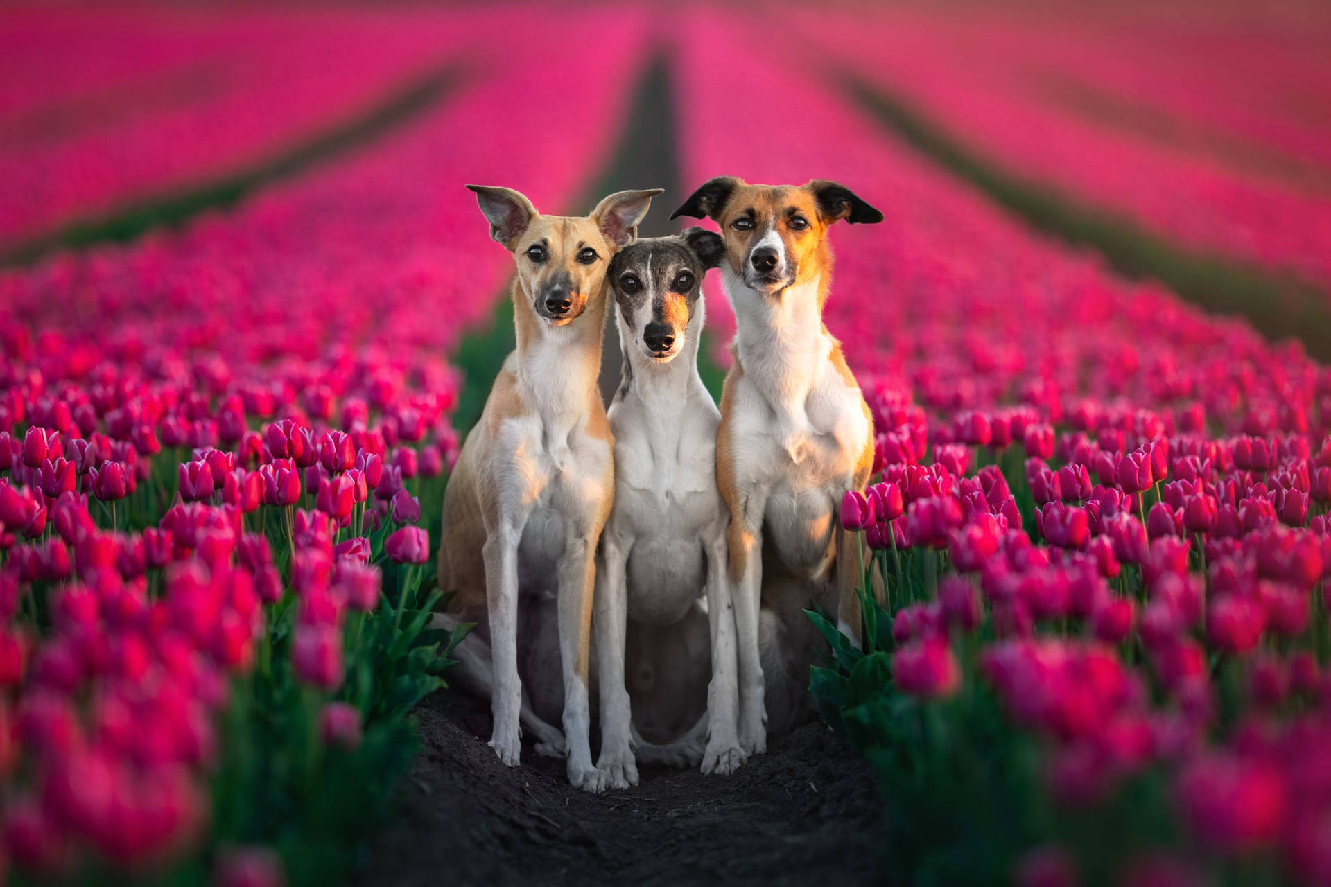 two red greyhound wallpapers
