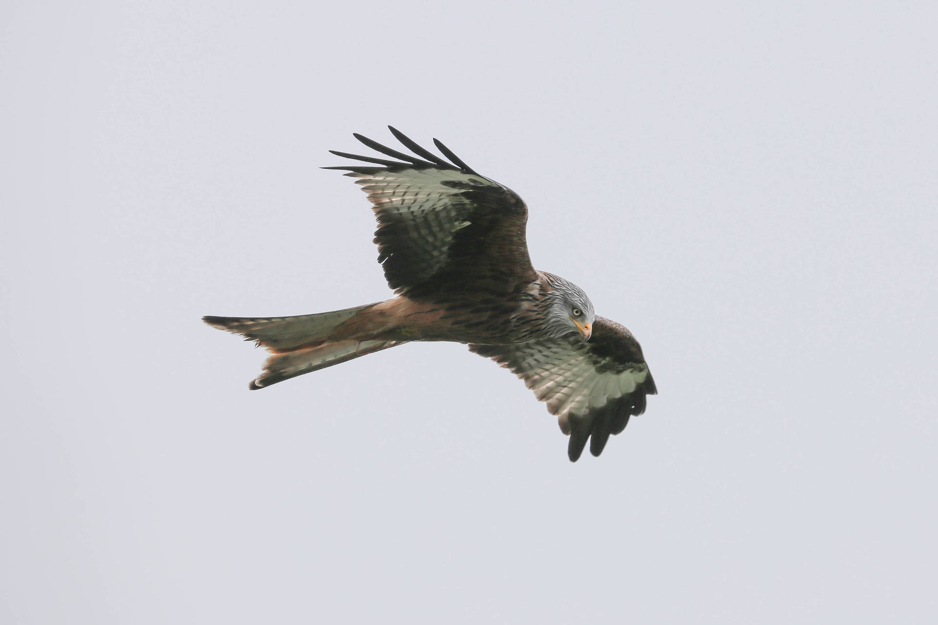Greyish Falcon In Flight