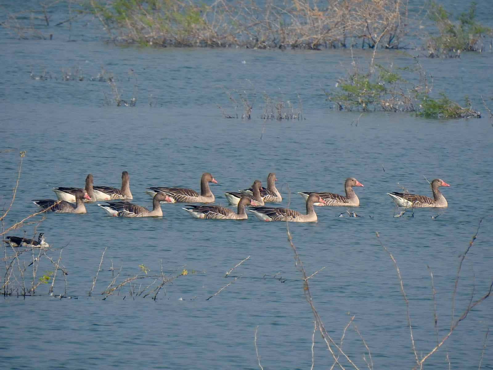 Foule D'oies Cendrées Nageant Fond d'écran