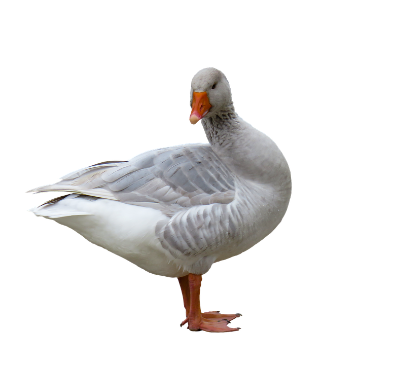 Greylag Goose Standing Side View PNG