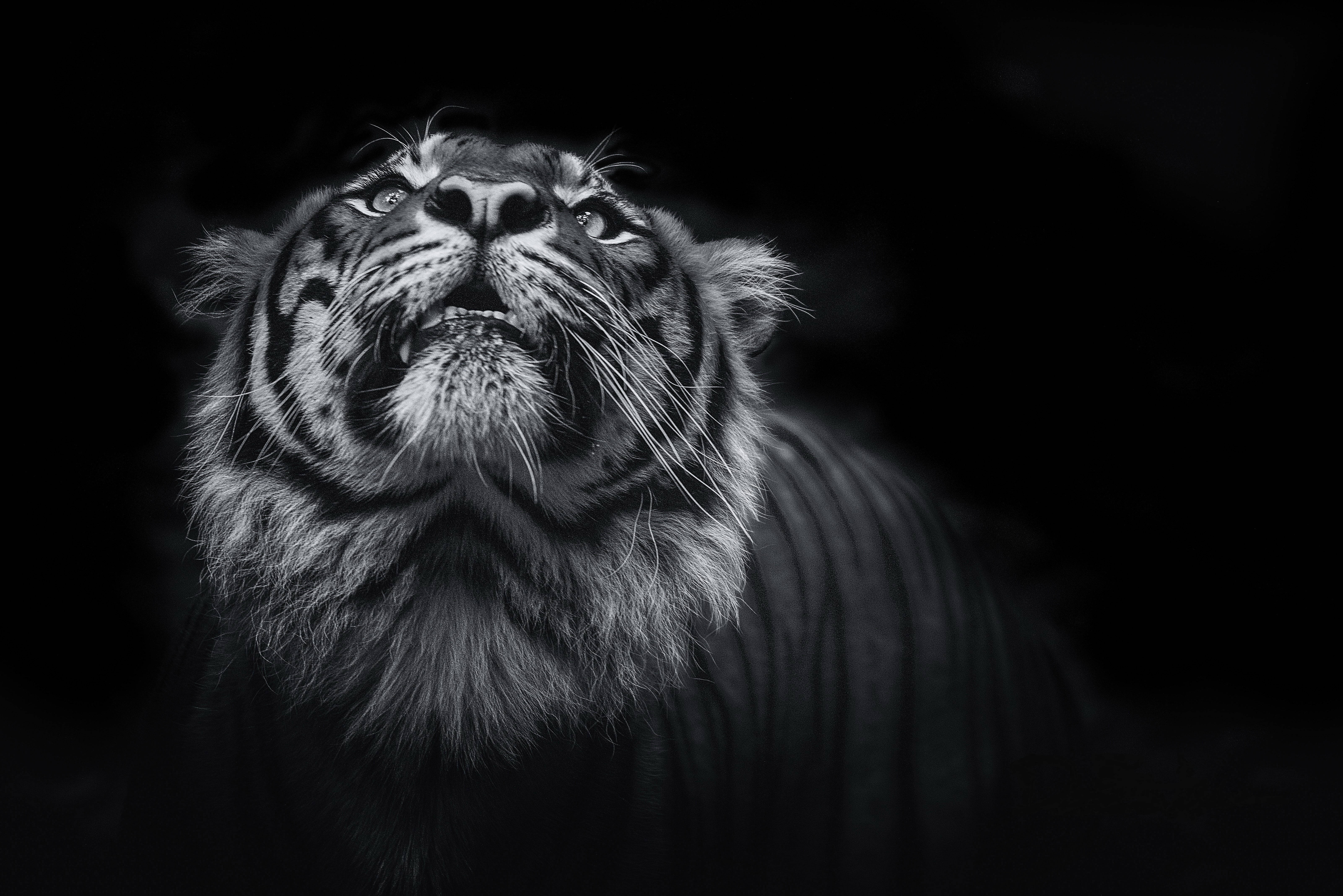 Greyscale 8k Tiger Uhd Background