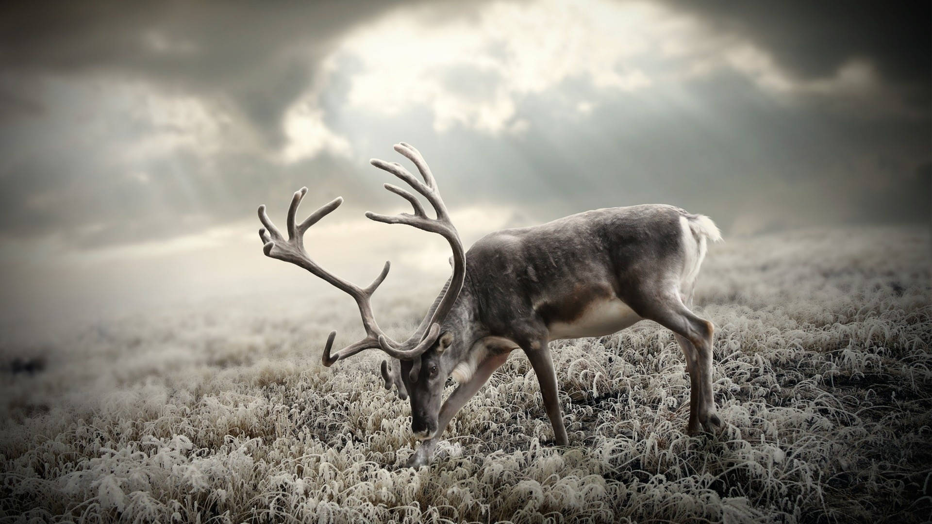 Greyscale Animal Reindeer Wallpaper