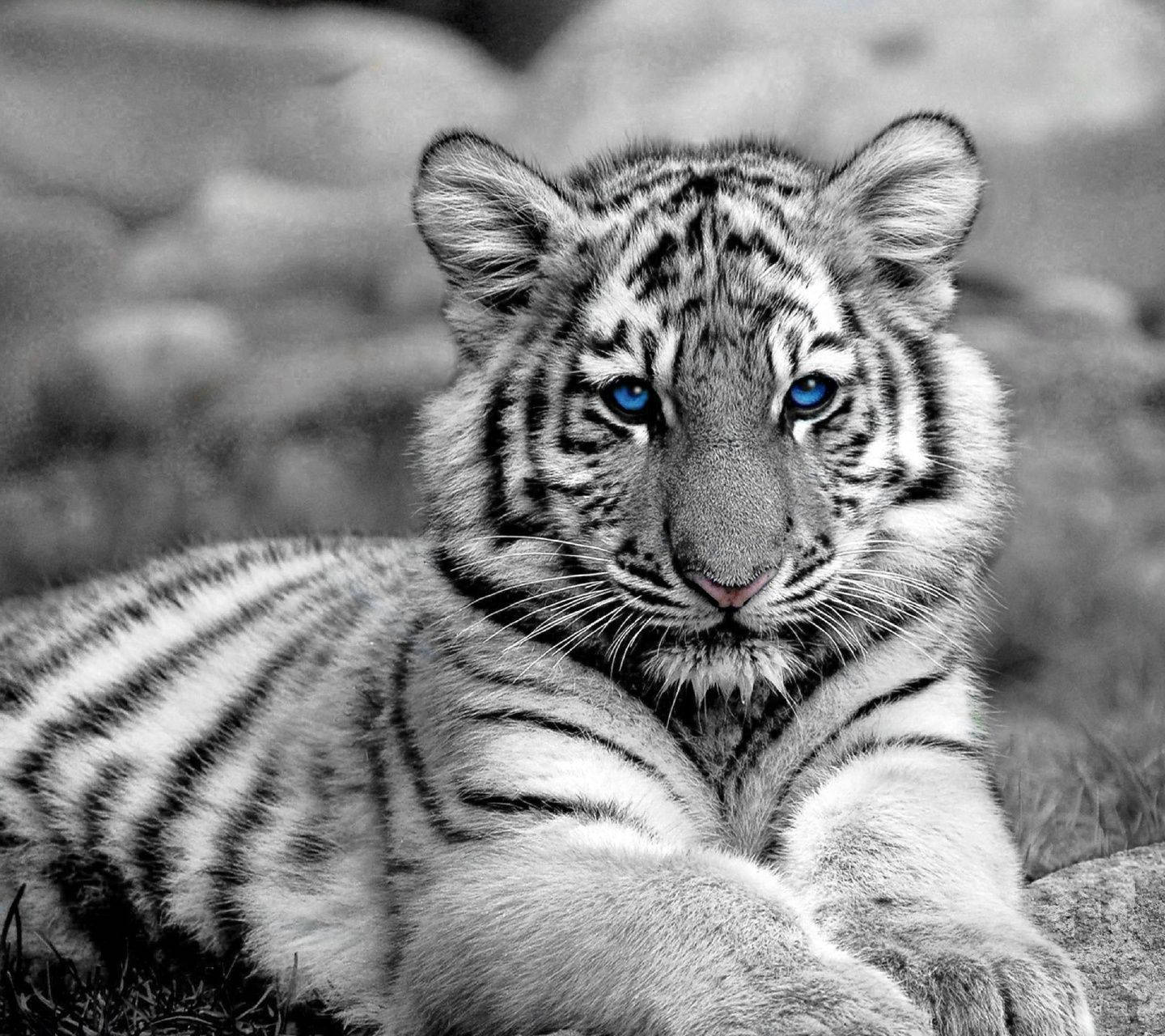 Greyscale Baby Tiger Wallpaper