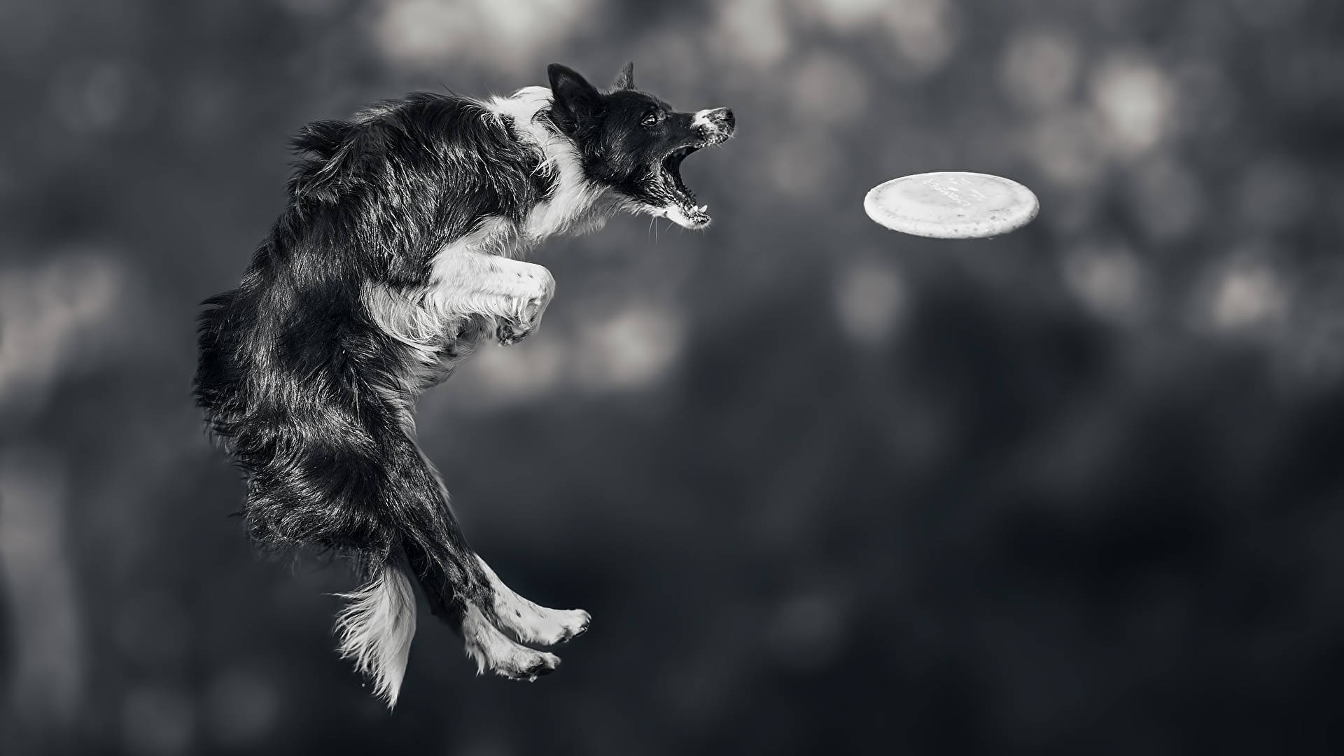 Greyscale Dog Playing Ultimate Frisbee Wallpaper