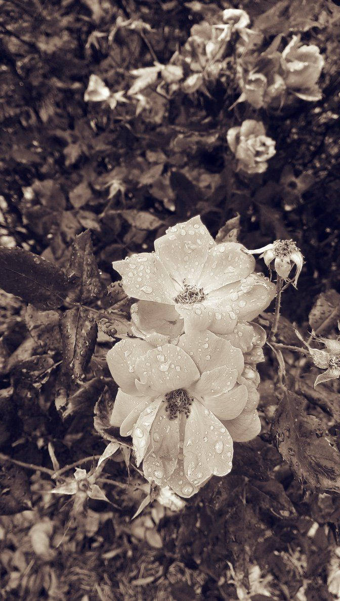 Greyscale Flowers Floral Iphone Wallpaper