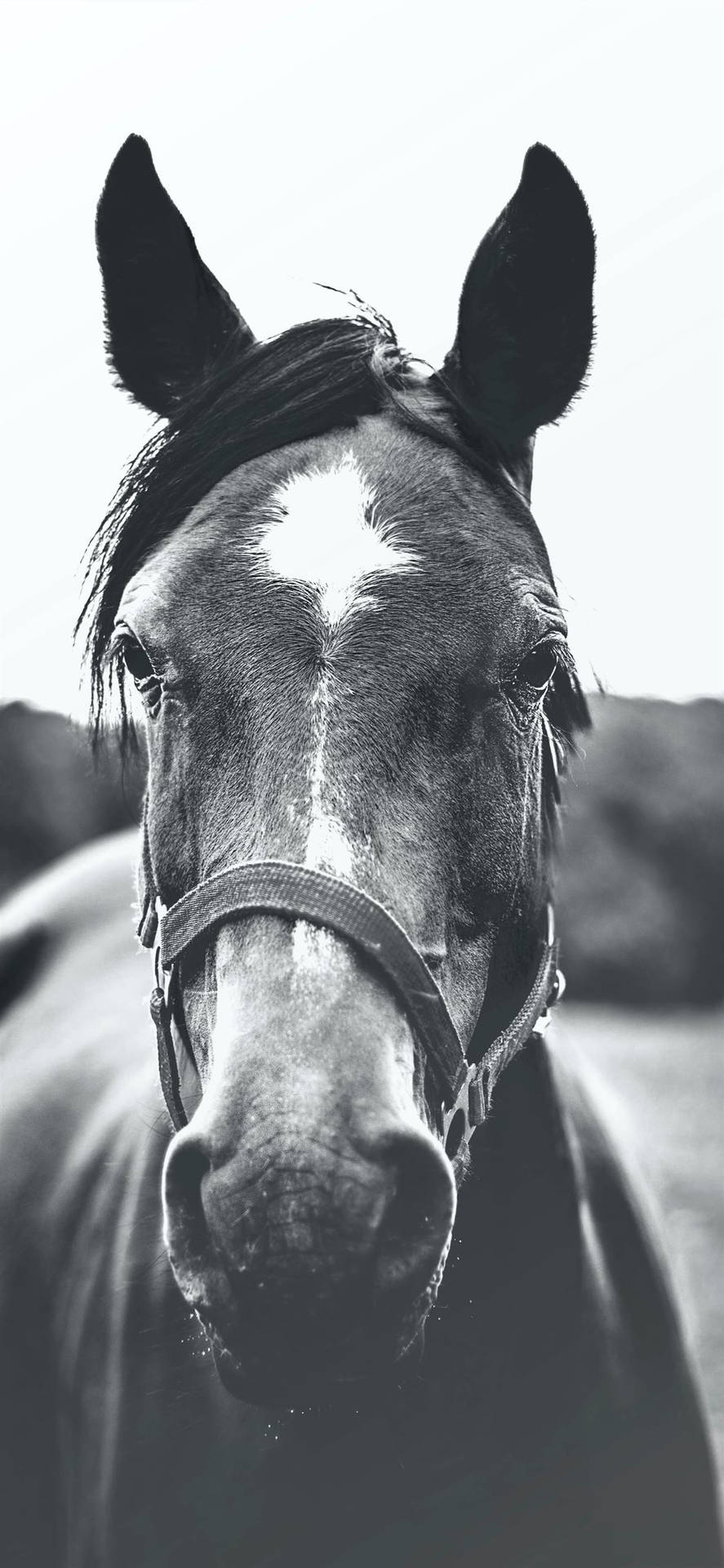 Greyscale Horse Iphone Wallpaper
