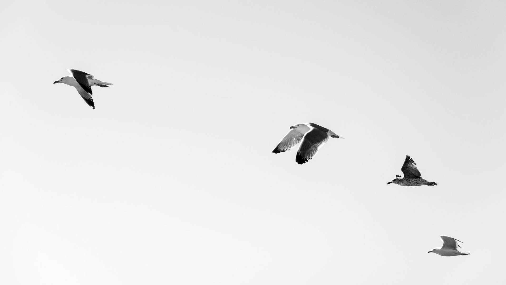 Greyscale Photo Of Birds Flying Wallpaper