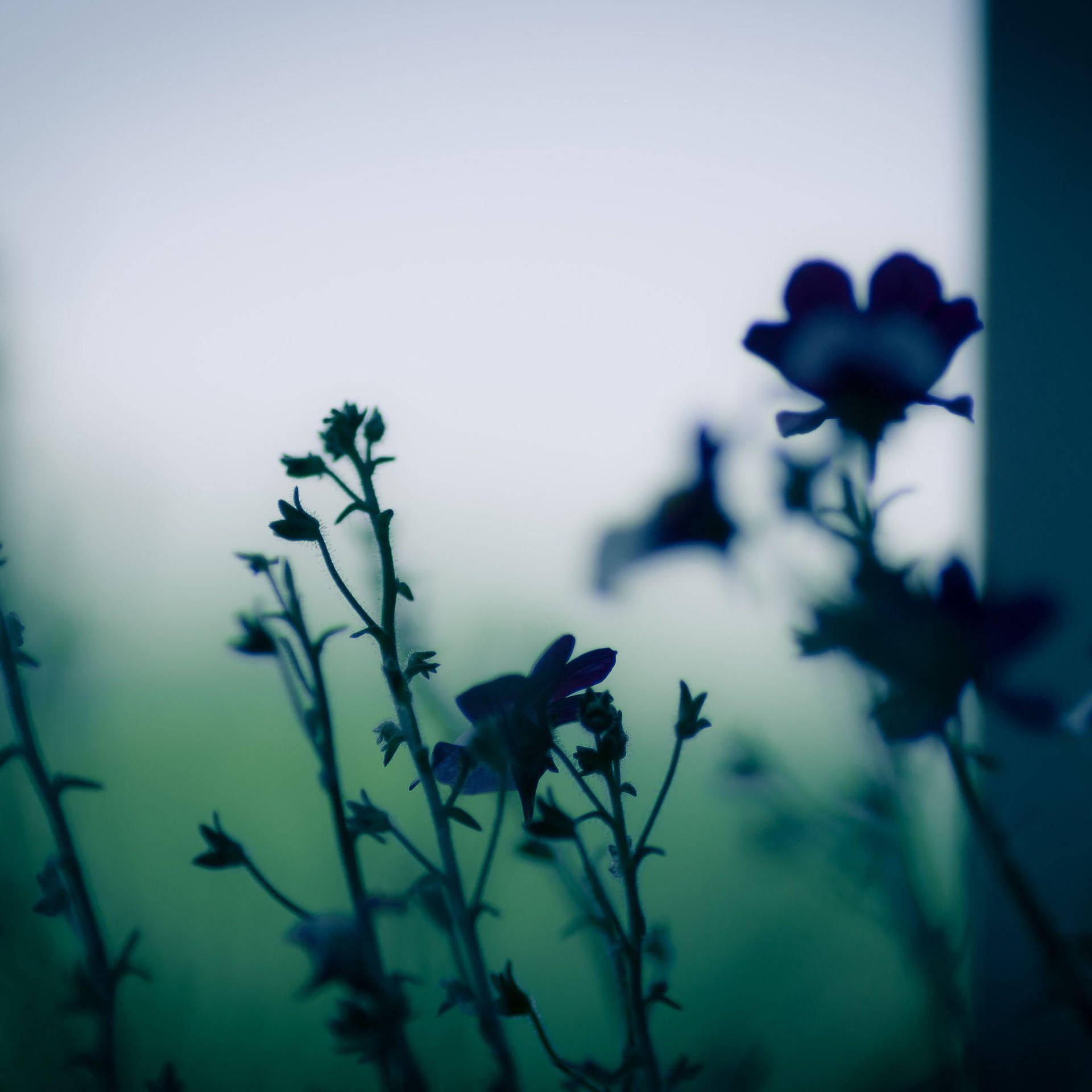Gritty And Dark HD Flowers Wallpaper
