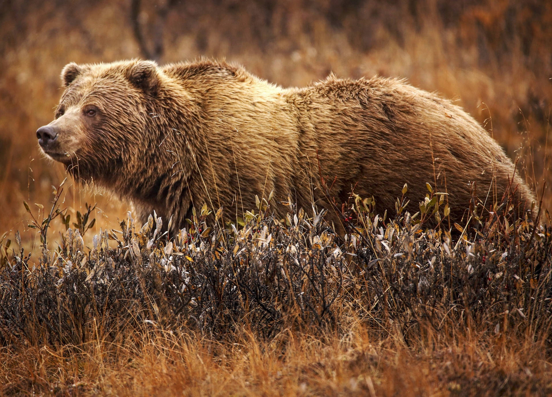 Grizzly Bear Animal Fur Wallpaper