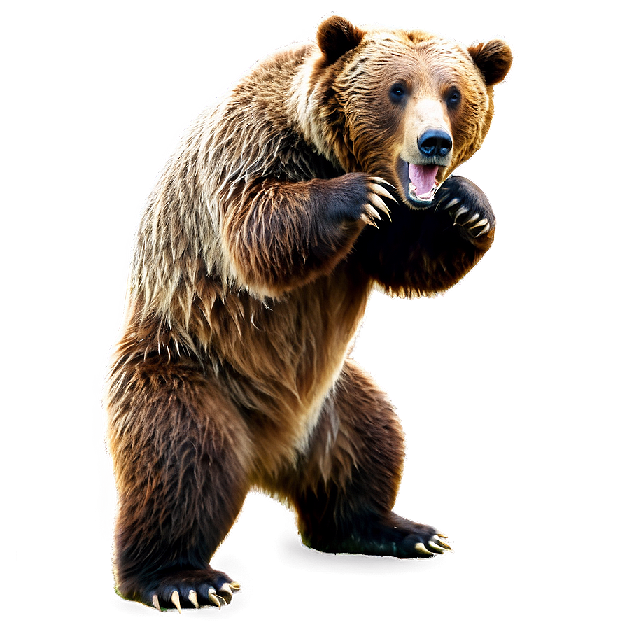 Grizzly Bear Image Png 17 PNG