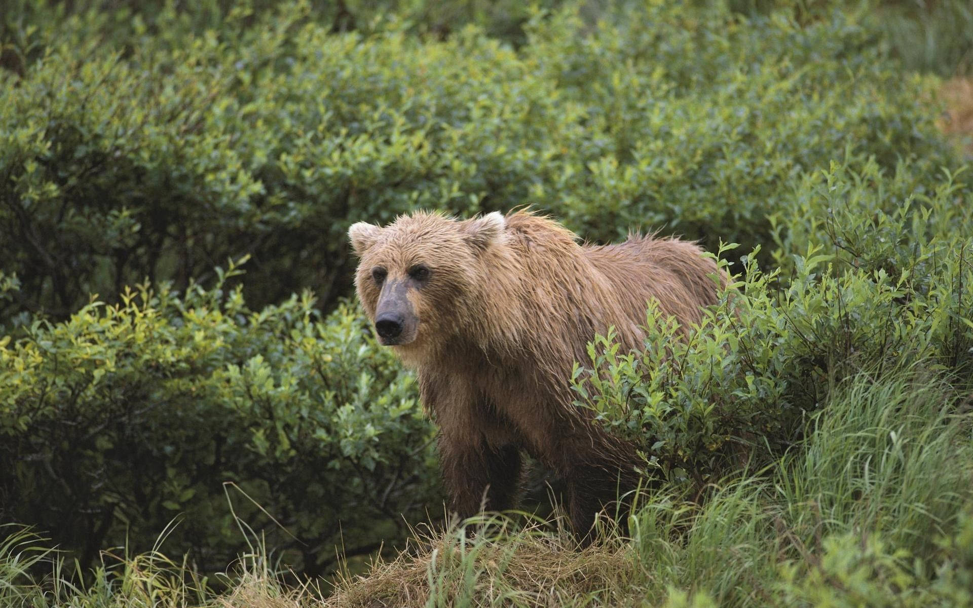 A Grizzly Bear roaming through its natural habitat Wallpaper