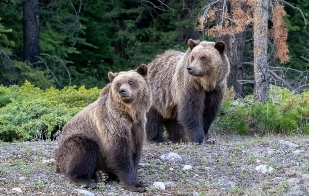 A grizzly bear enjoying its natural habitat