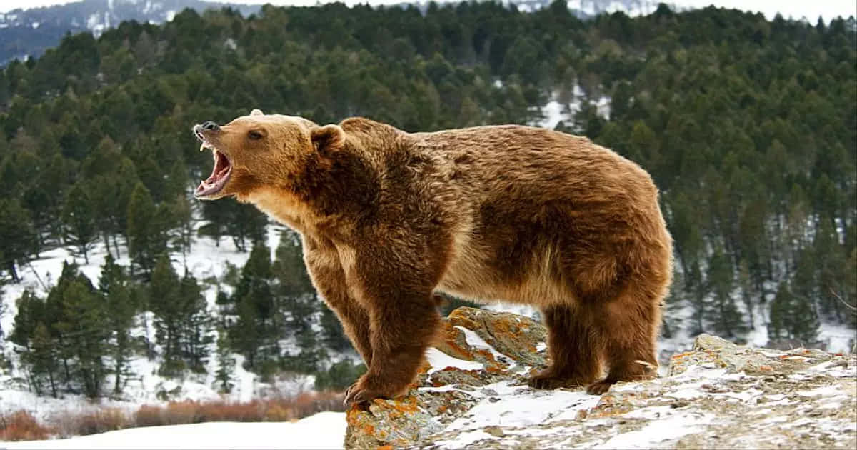 A majestic grizzly bear poses in the wild