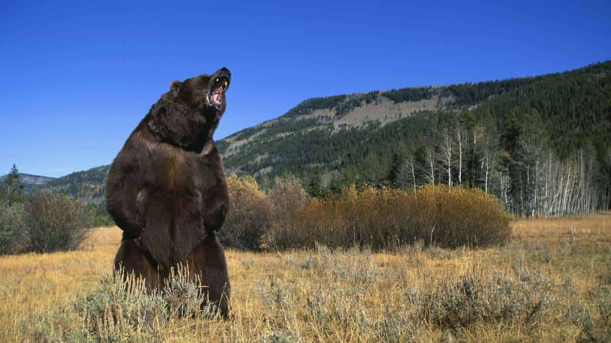 Enbjörn Som Står På En Åker