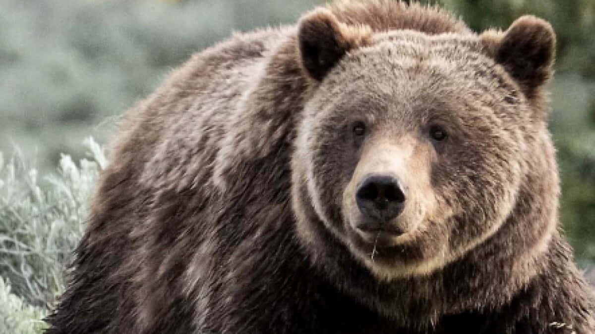 Majestätiskgrizzlybjörn Förbereder Sig Inför Vild Vinter.
