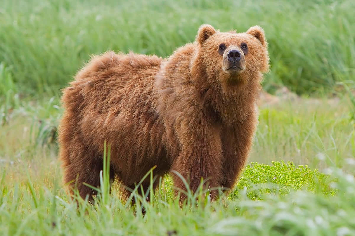A majestic grizzly bear wanders a pristine alpine forest.
