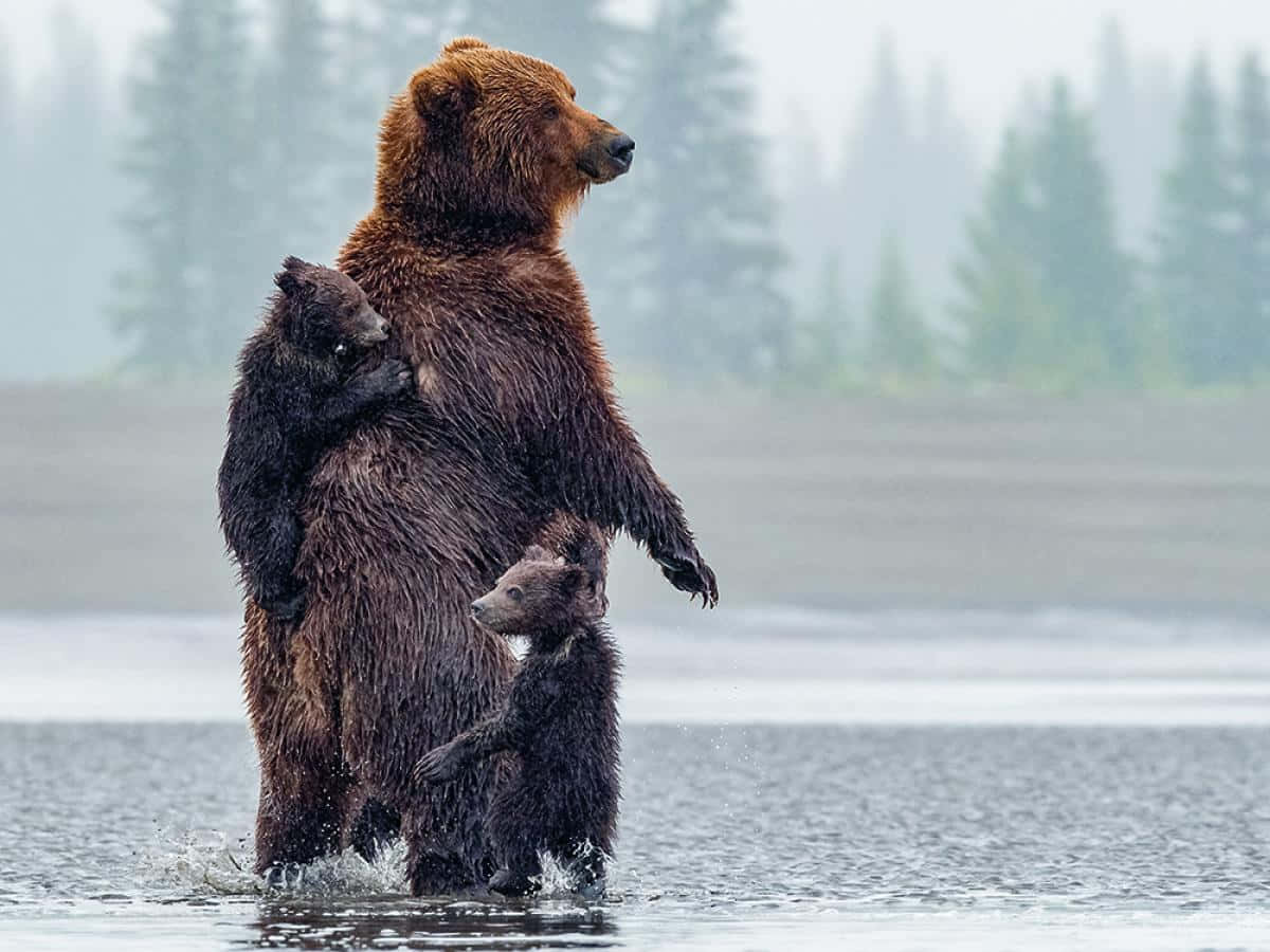Enmajestätisk Grizzlybjörn Stannar Upp För Att Beundra Utsikten Från En Skogbeklädd Topp.