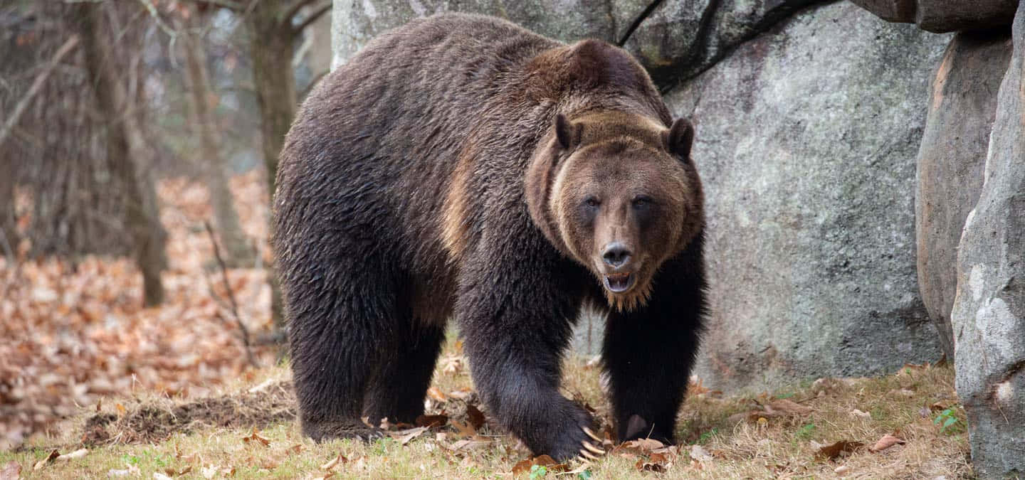 Enmajestätisk Grizzlybjörn Vandrar Genom Vildmarken. (computer Eller Mobil Bakgrundsbild)