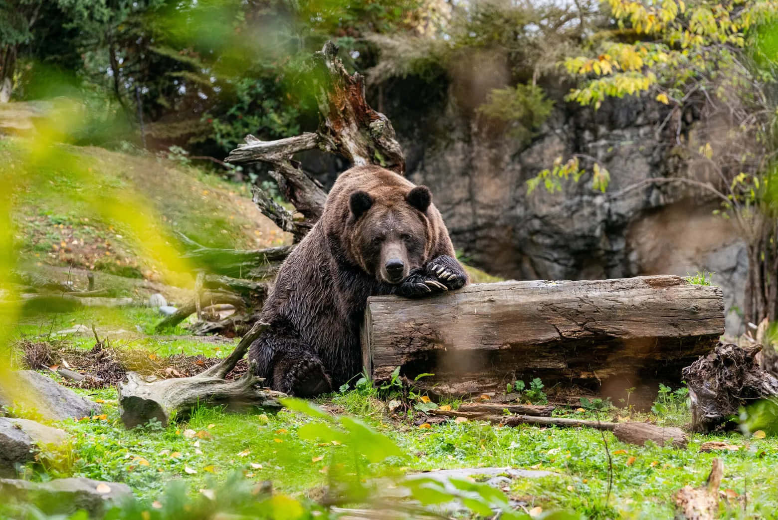 A grizzly bear enjoys a stroll through the wilderness