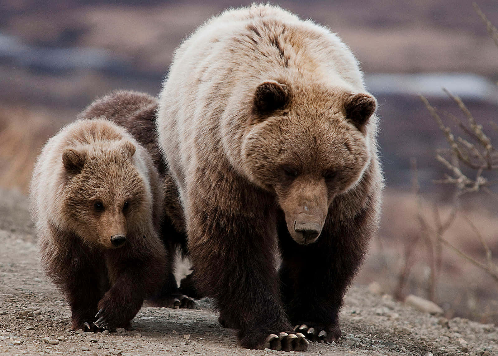 Unpoderoso Oso Grizzly Erguido Audazmente Frente Al Maravilloso Paisaje De Alaska