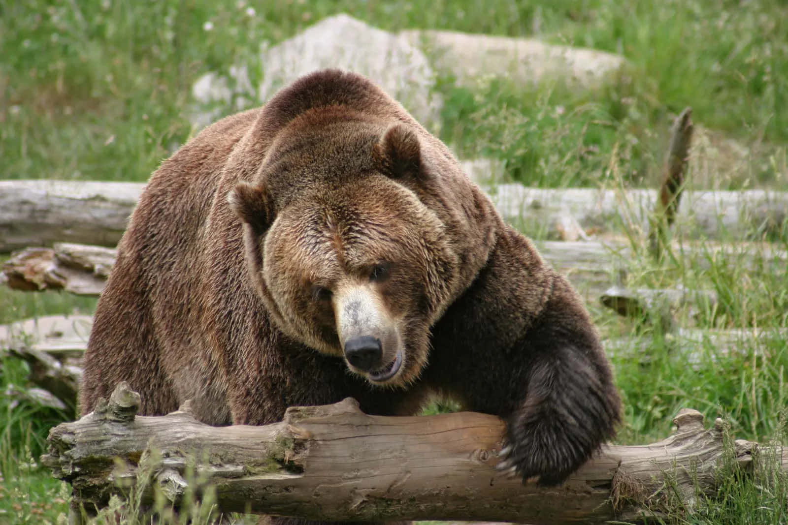 Unavista Affascinante Di Un Potente Orso Grizzly Nel Suo Habitat Naturale