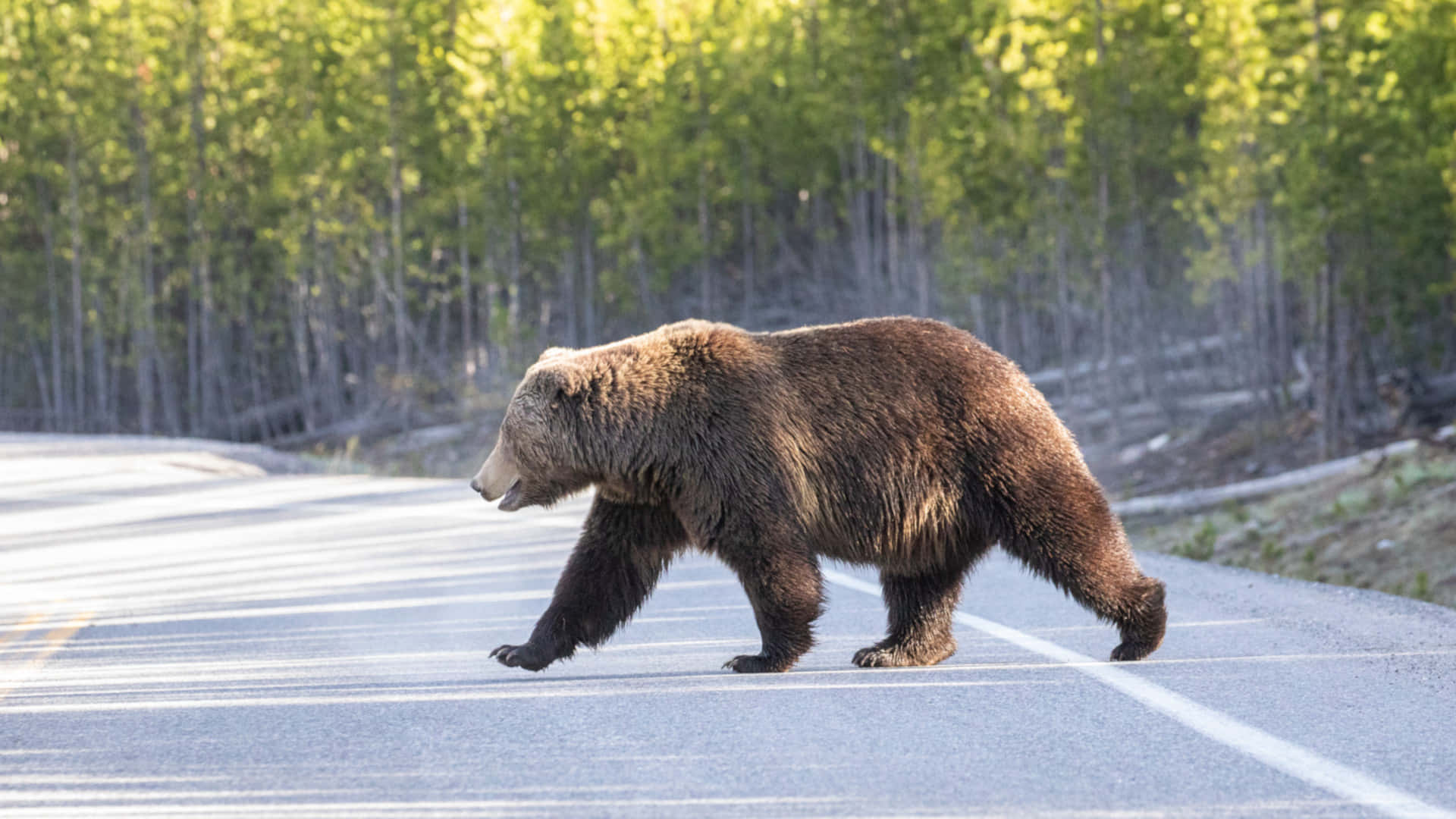 A Brown Bear Crossing The Road In The Middle Of A Forest