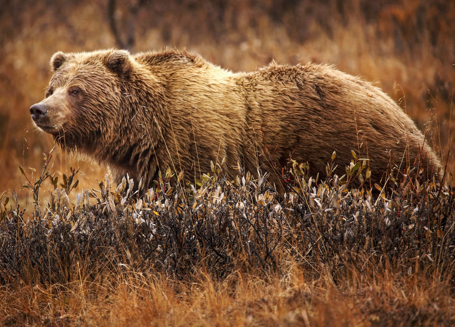 A grizzly bear standing in the grass, basking in the sun.
