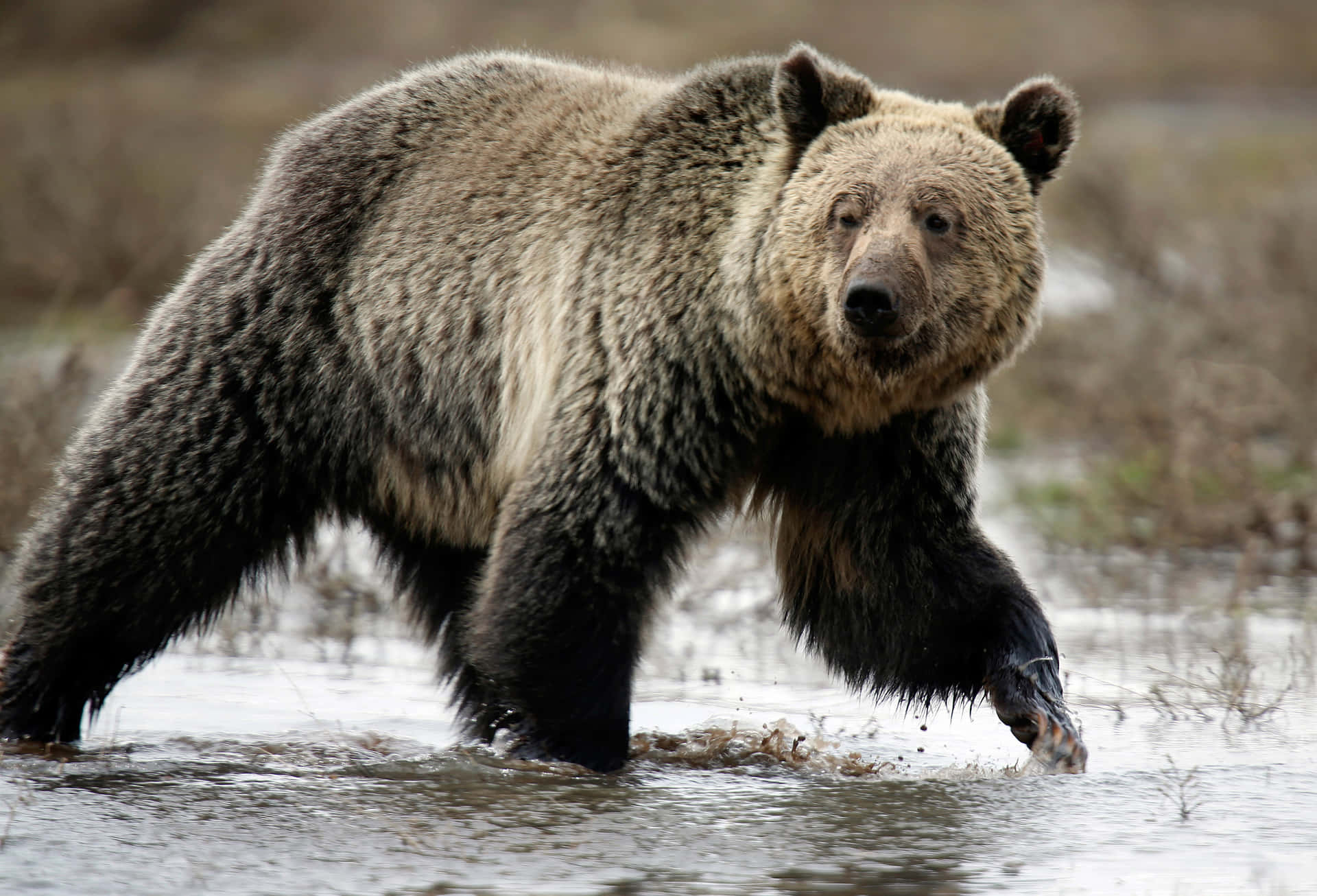 Combined Strength and Agility - A Grizzly Bear
