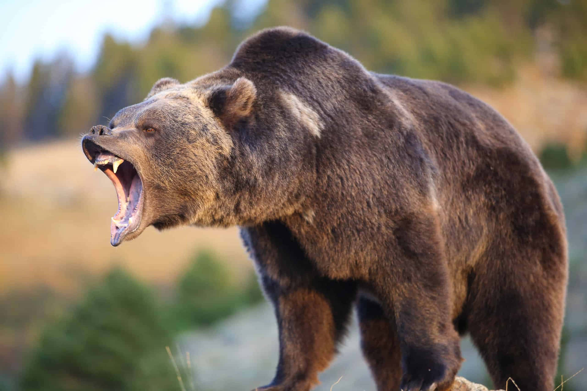 A Brown Bear Is Yawning