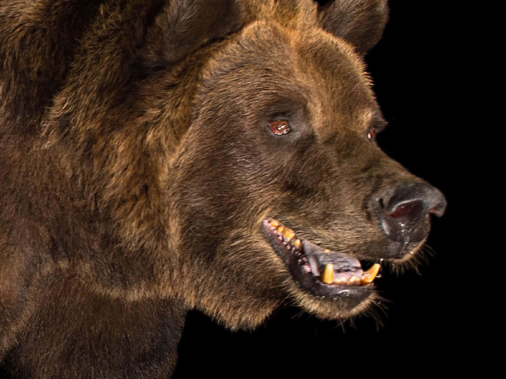Enstolt Grizzlybjörn I Alaskas Storslagna Natur.