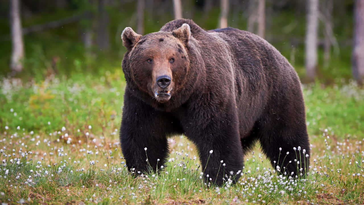 Штат Монтана медведь Гризли