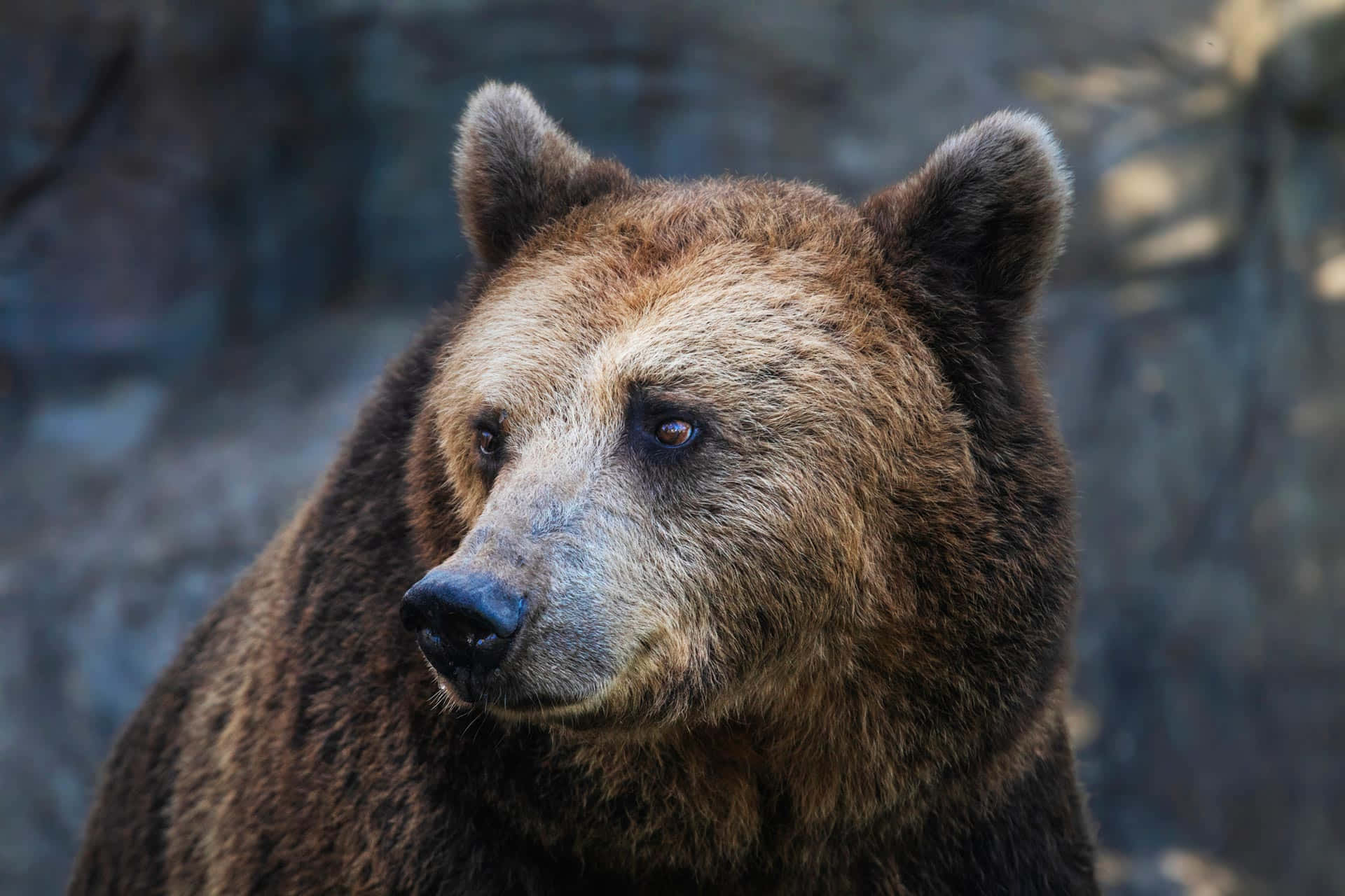 A Brown Bear Is Staring At The Camera