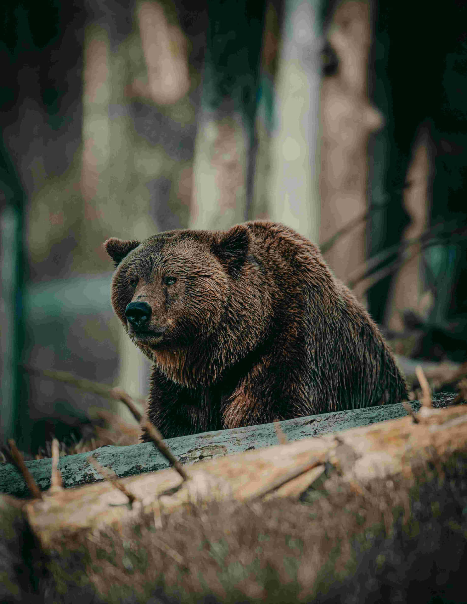 Grizzly Bear Restingon Log Wallpaper