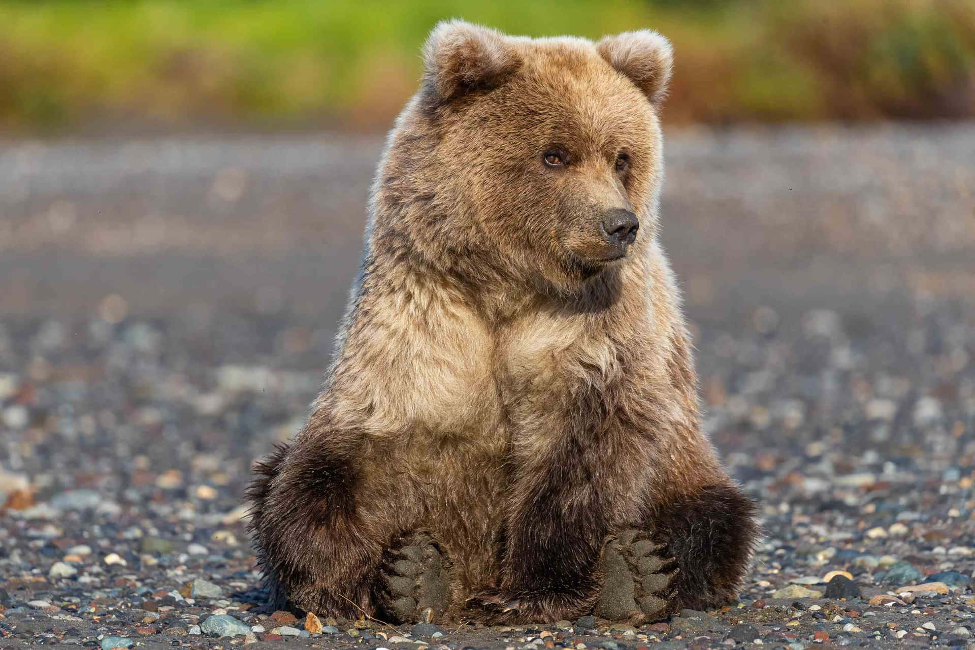 Grizzly Bear Sitting Pebbled Ground Wallpaper