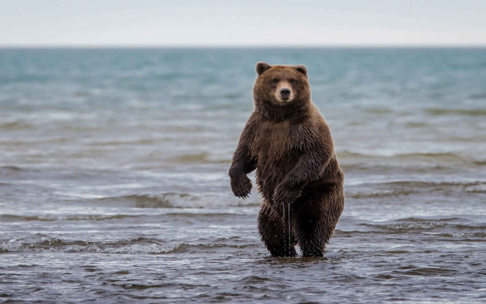 Grizzly Bear Standingin Water.jpg Wallpaper