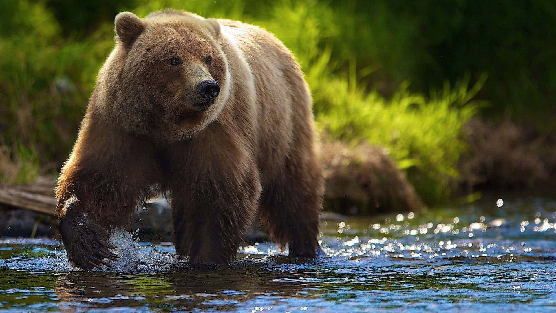 Grizzly Bear Wading Through Stream Wallpaper