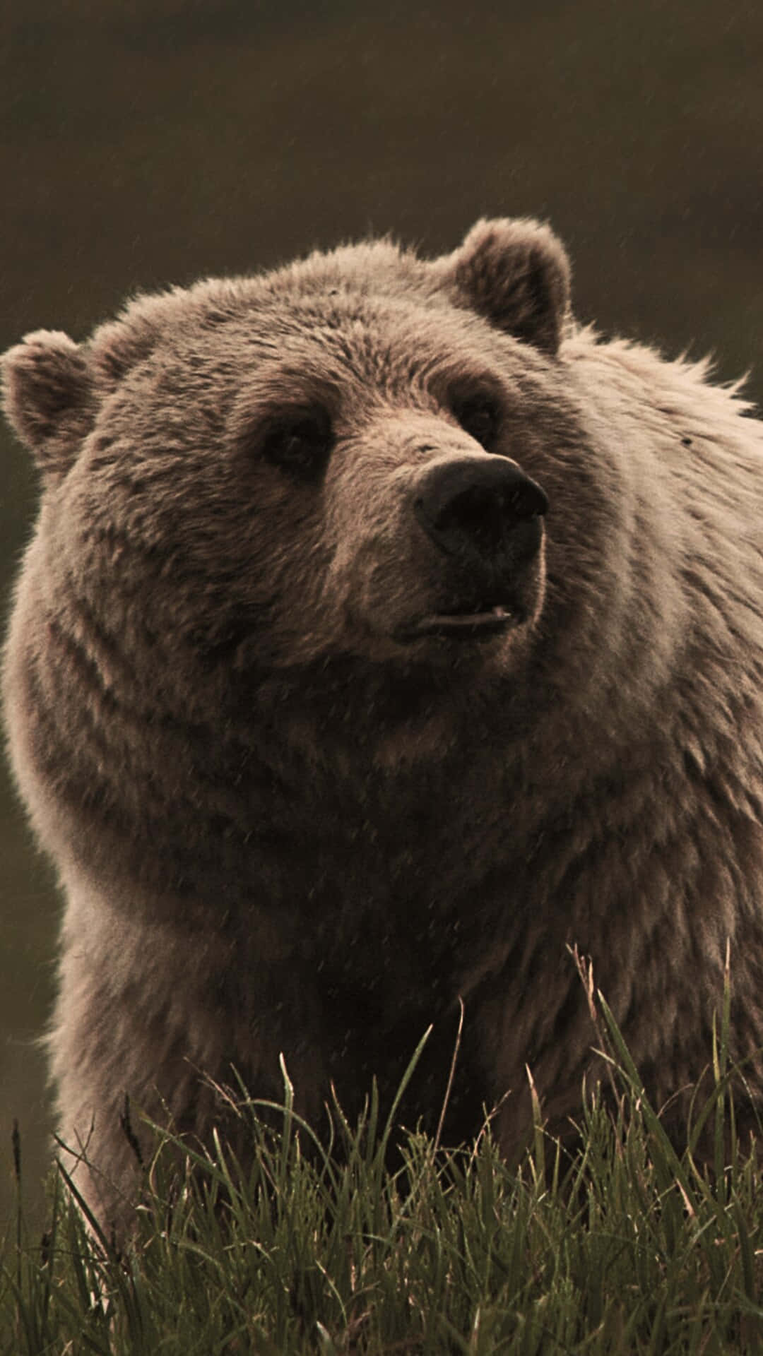 Grizzly Bearin Grass Wallpaper