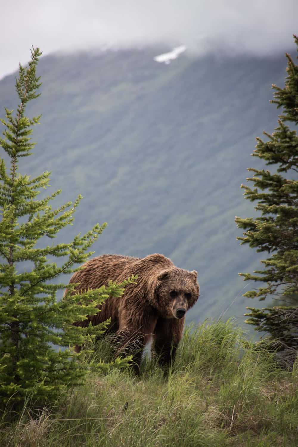 Grizzly Bearin Mountainous Habitat.jpg Wallpaper