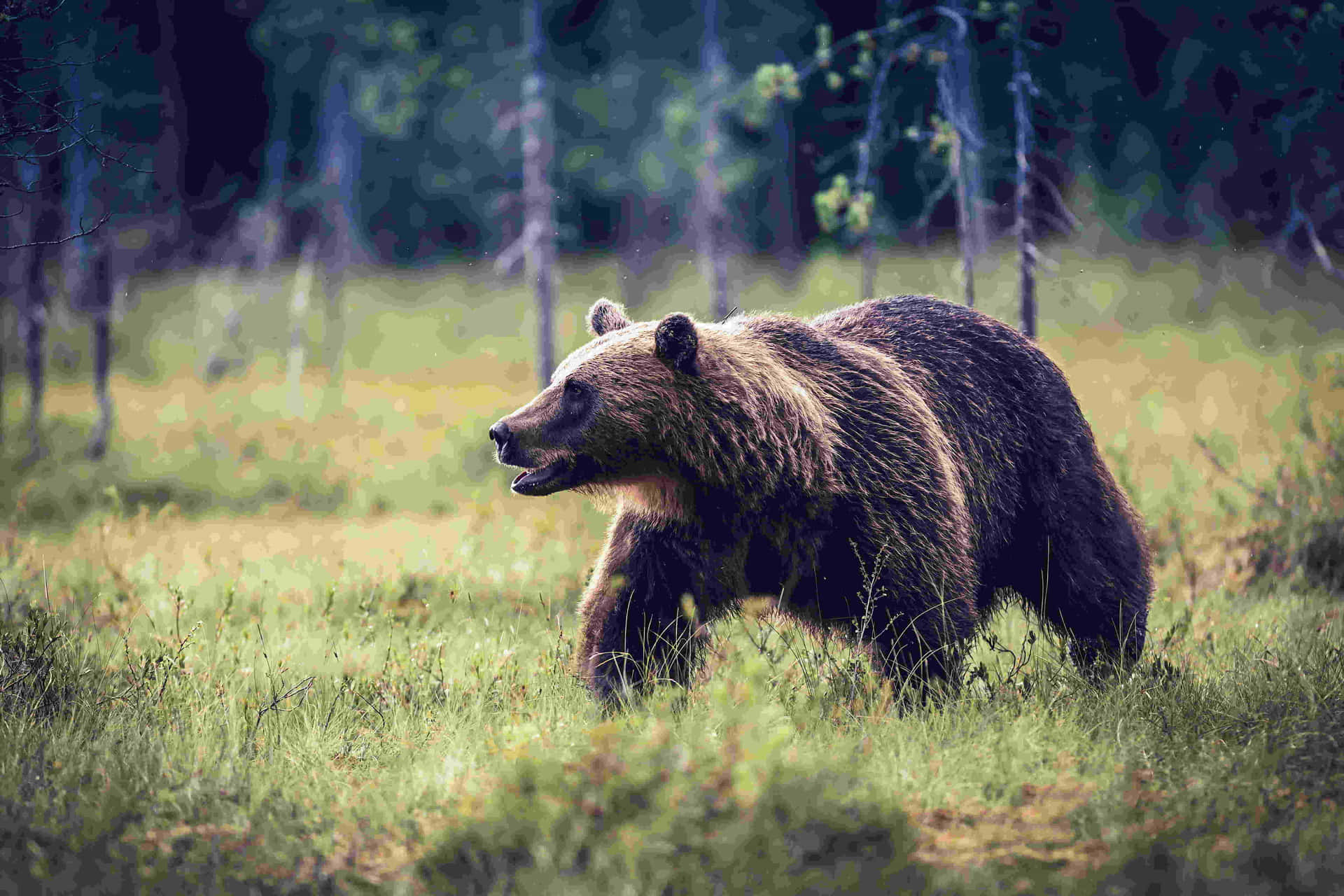 Grizzly Bearin Wilderness.jpg Wallpaper
