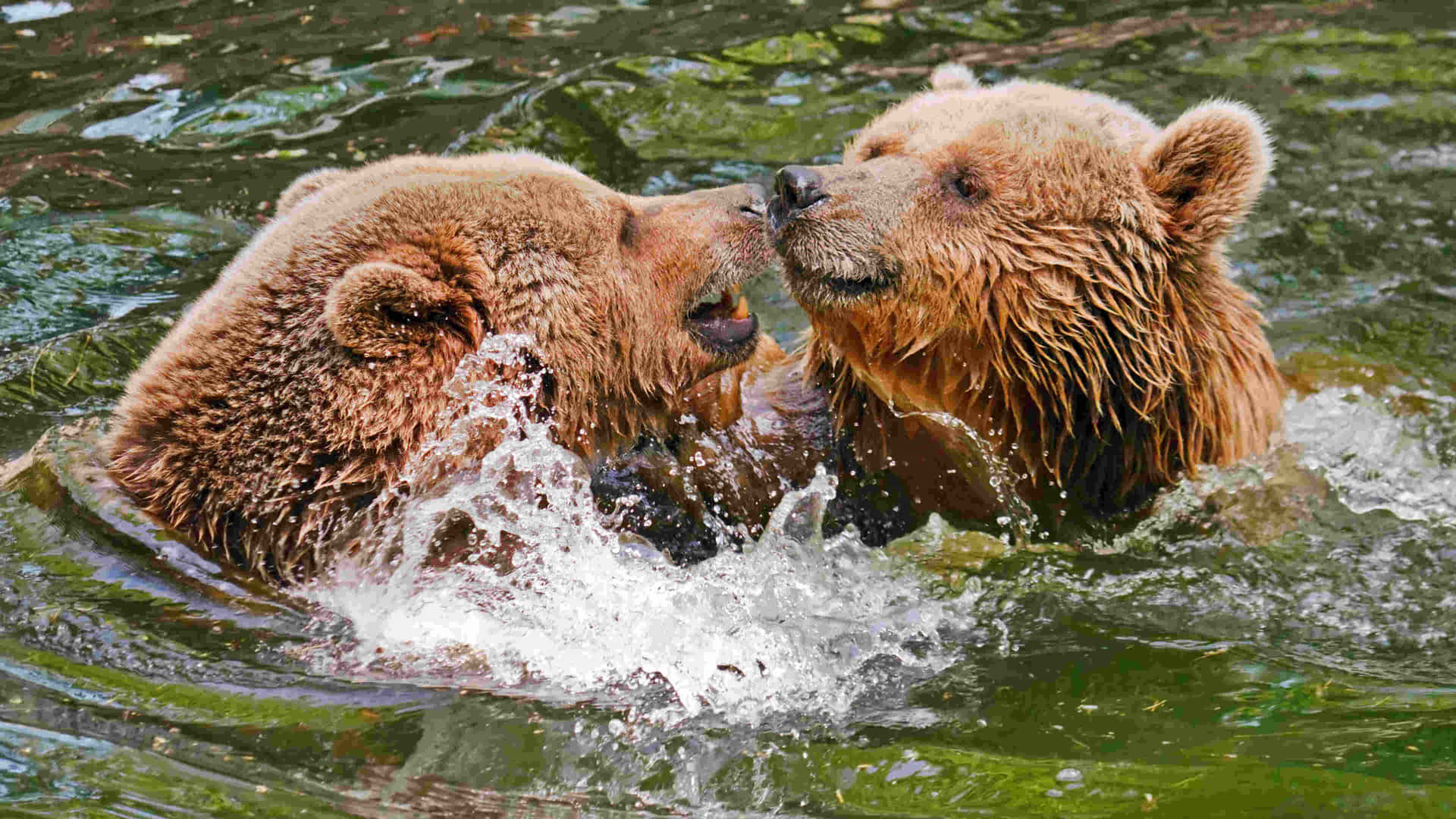 Grizzly Bears Playful Water Fight Wallpaper