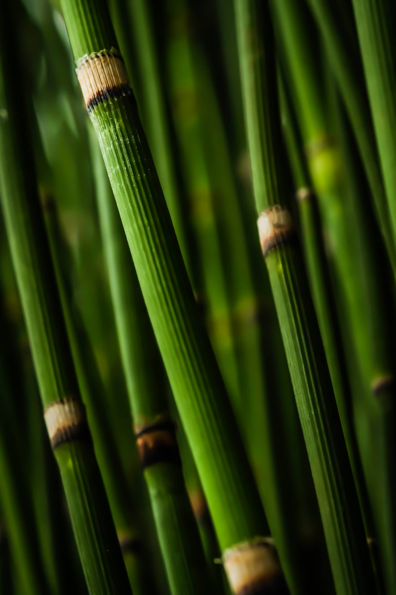 Grøn Bambus Gren Wallpaper