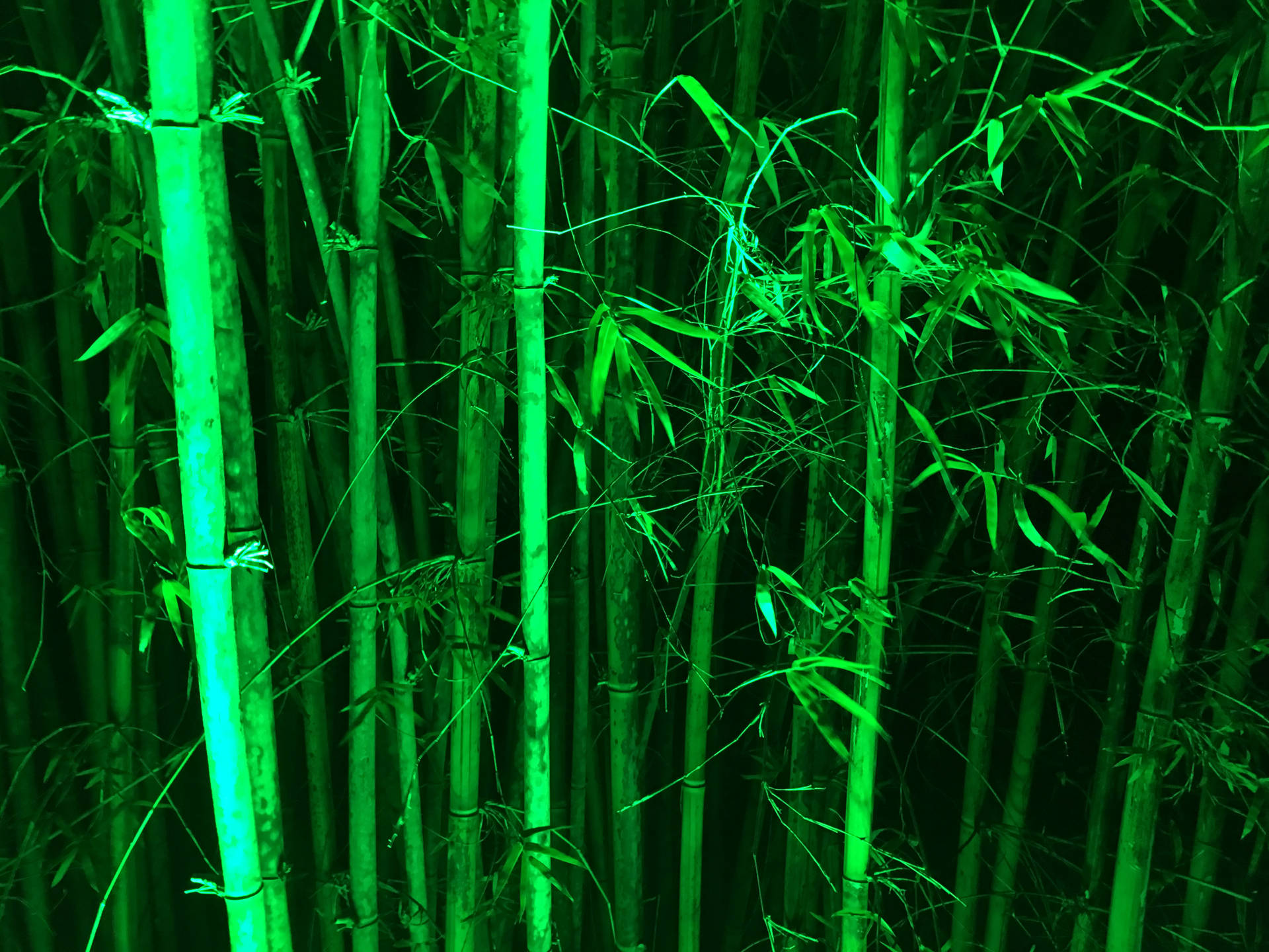 Grøn Bambus Stængler Wallpaper