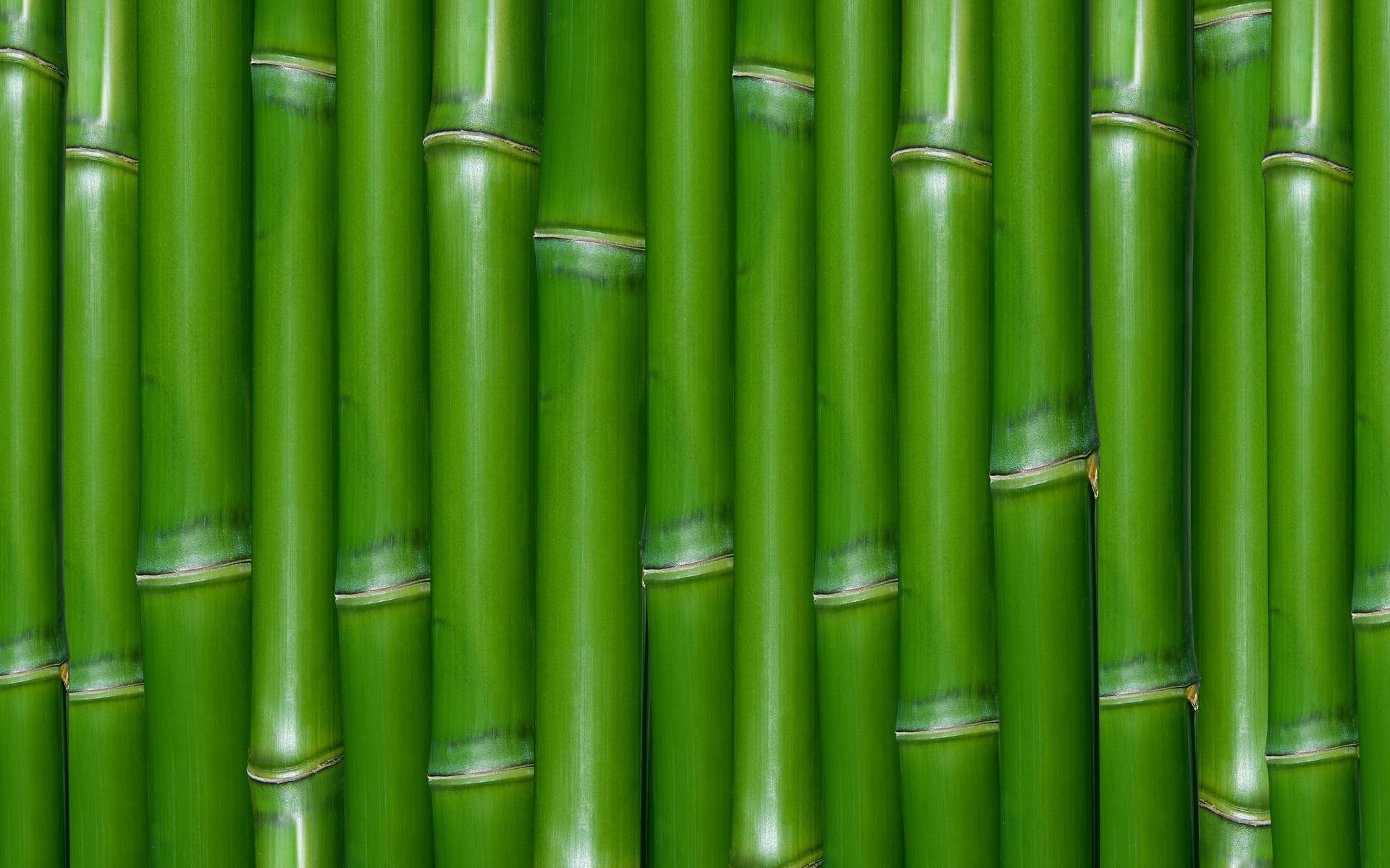 Grøn Bambus Væg Wallpaper