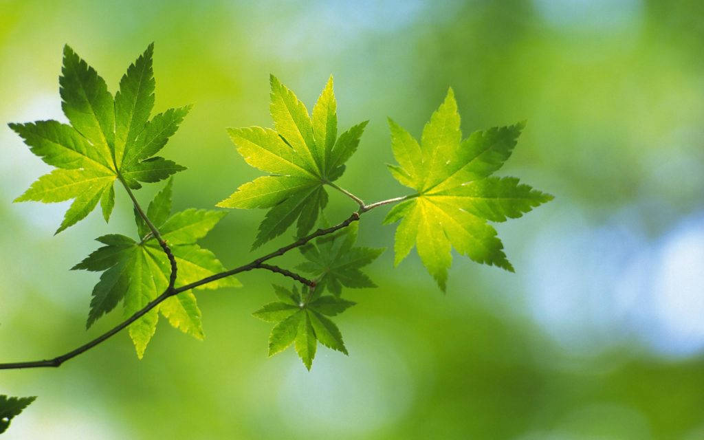Grøn Natur Maple Leaf Wallpaper