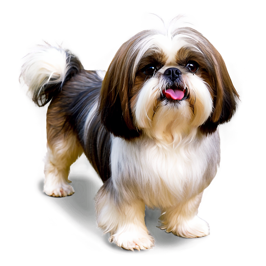 Groomed Shih Tzu Show Dog Png Mnd41 PNG